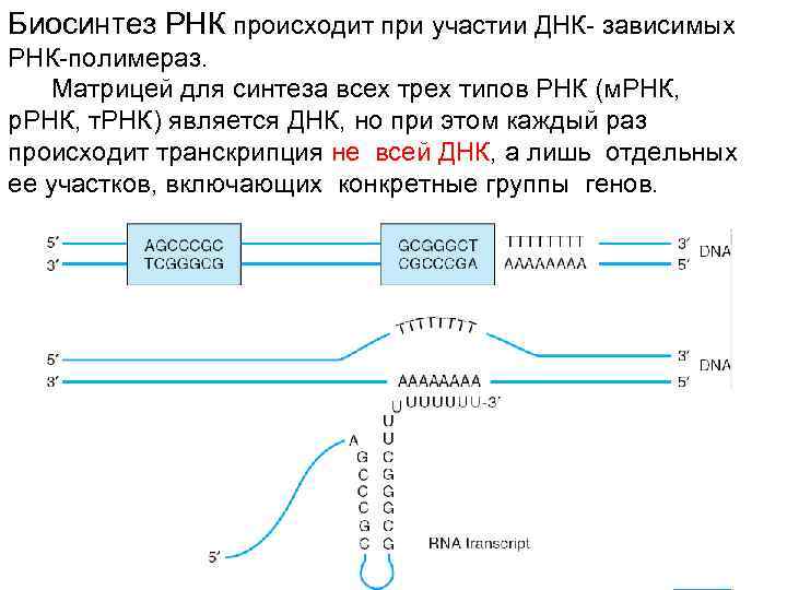 На матрице рнк происходит. Биосинтез РНК. Биосинтез ДНК И РНК. МРНК является матрицей для синтеза. Матрица для синтеза ТРНК является.