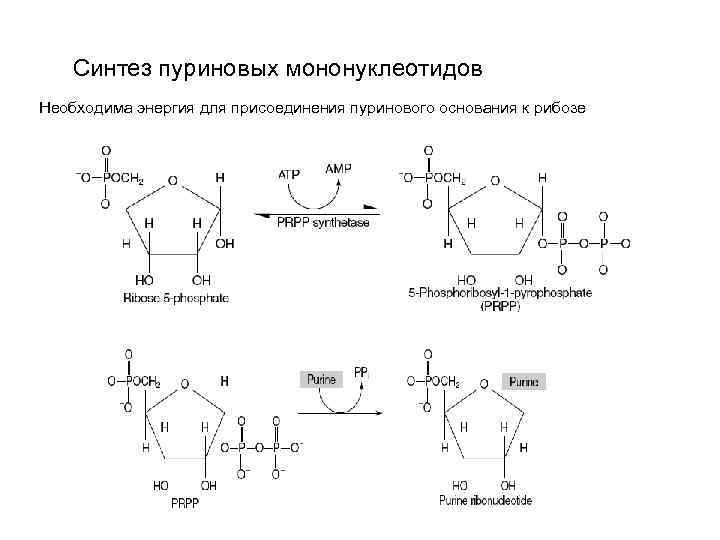 На рисунке изображена схема молекулы вещества являющегося мононуклеотидом как называется