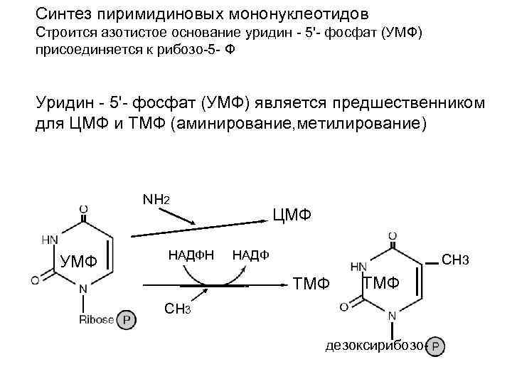 Синтез пиримидиновых мононуклеотидов Строится азотистое основание уридин - 5'- фосфат (УМФ) присоединяется к рибозо-5