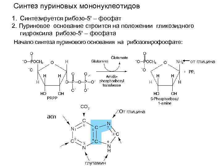 Синтез пуриновых оснований схема