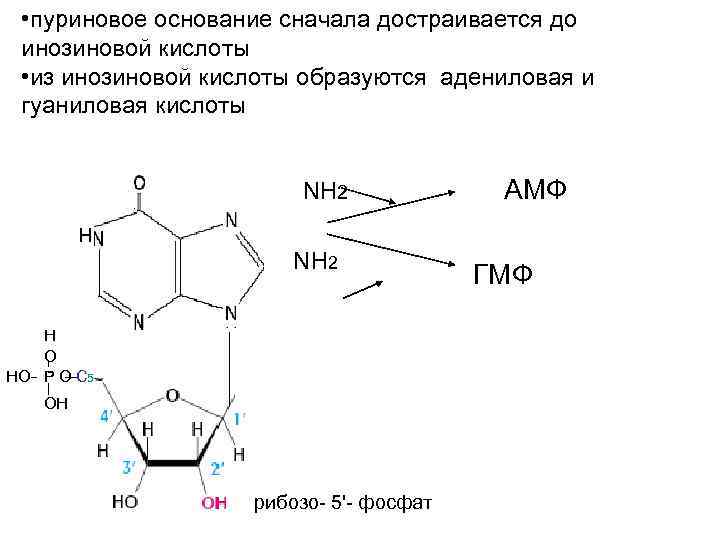Синтез пуриновых оснований. Синтез пуриновых мононуклеотидов. Схема биосинтеза пуриновых оснований. Схема синтеза пуриновых мононуклеотидов.
