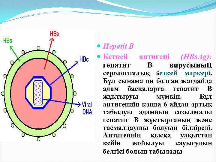  Hepatit B Беткей антигені (HBs. Ag): гепатит В вирусыныҢ серологиялық беткей маркерi. Бұл