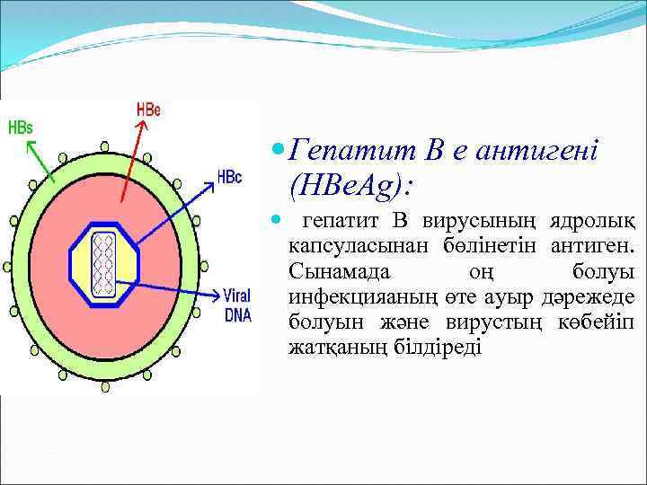  Гепатит B e антигені (HBe. Ag): гепатит В вирусының ядролық капсуласынан бөлінетін антиген.