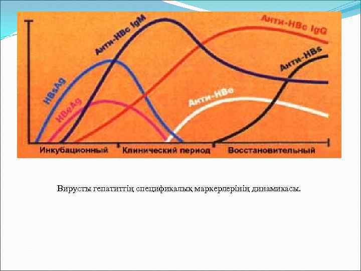 Вирусты гепатиттің спецификалық маркерлерінің динамикасы. 