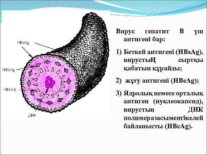 Вирус гепатит антигені бар: В үш 1) Беткей антигені (HBs. Ag), вирустыҢ сыртқы қабатын