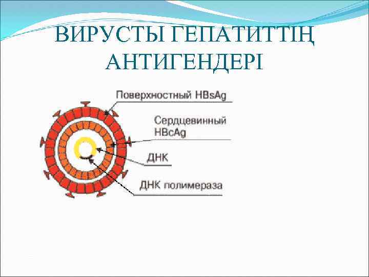 ВИРУСТЫ ГЕПАТИТТІҢ АНТИГЕНДЕРІ 