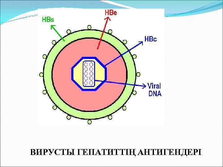 ВИРУСТЫ ГЕПАТИТТІҢ АНТИГЕНДЕРІ 