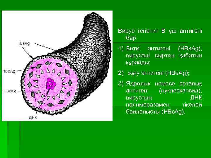 Вирус гепатит В үш антигені бар: 1) Беткі антигені (HBs. Ag), вирустыі сыртқы қабатын
