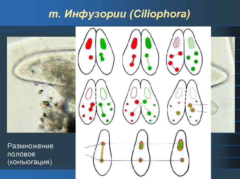 Стадии конъюгации инфузории. Размножение инфузорий конъюгация. Процесс конъюгации инфузории туфельки.