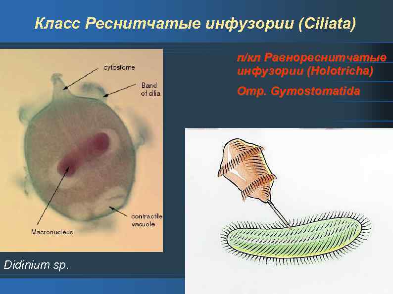 Класс Реснитчатые инфузории (Ciliata) п/кл Равнореснитчатые инфузории (Holotricha) Отр. Gymostomatida Didinium sp. 