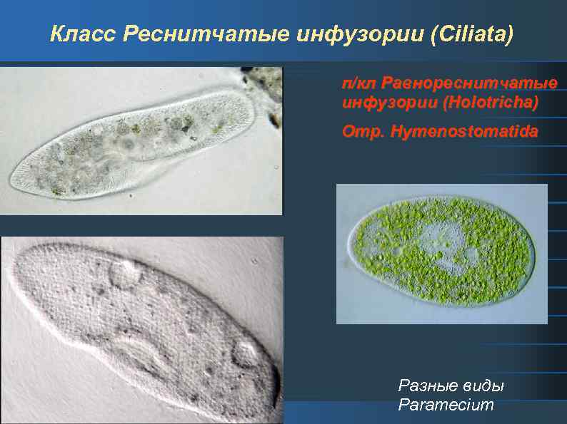Презентация разнообразие инфузорий
