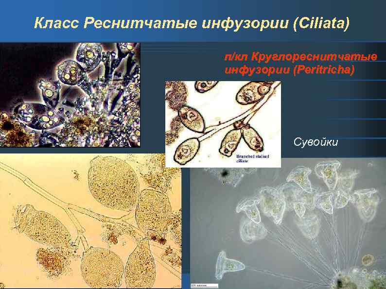 Презентация разнообразие инфузорий