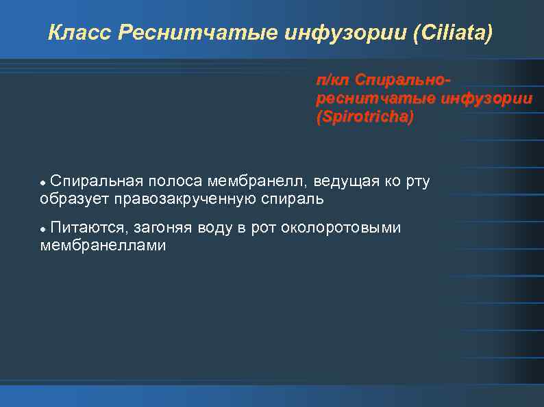 Класс Реснитчатые инфузории (Ciliata) п/кл Спиральнореснитчатые инфузории (Spirotricha) Спиральная полоса мембранелл, ведущая ко рту