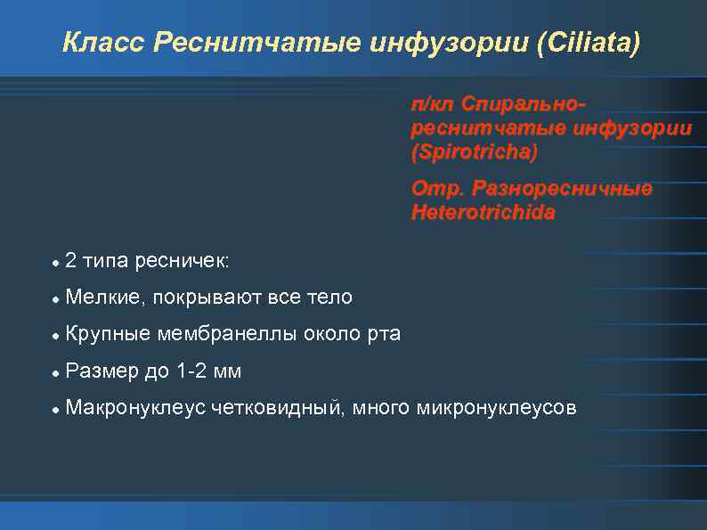 Класс Реснитчатые инфузории (Ciliata) п/кл Спиральнореснитчатые инфузории (Spirotricha) Отр. Разноресничные Heterotrichida l 2 типа