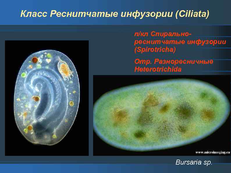 Презентация разнообразие инфузорий