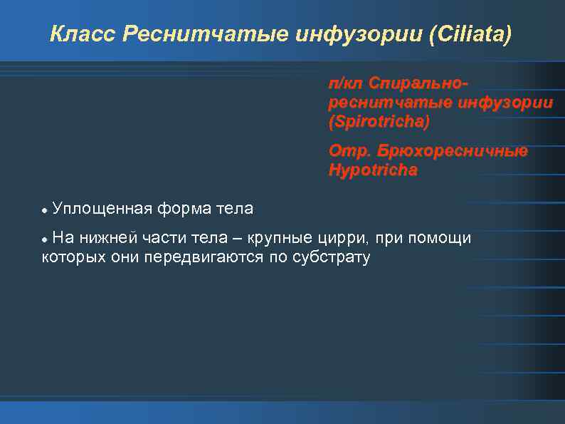 Класс Реснитчатые инфузории (Ciliata) п/кл Спиральнореснитчатые инфузории (Spirotricha) Отр. Брюхоресничные Hypotricha l Уплощенная форма