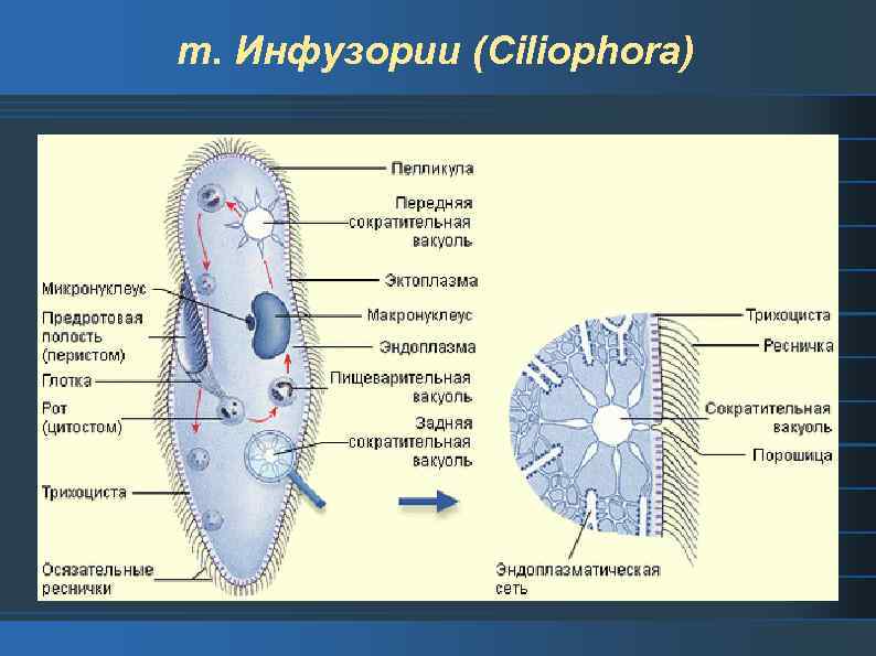 т. Инфузории (Ciliophora) 