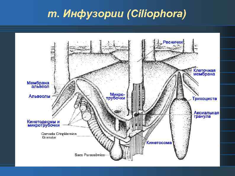 т. Инфузории (Ciliophora) 