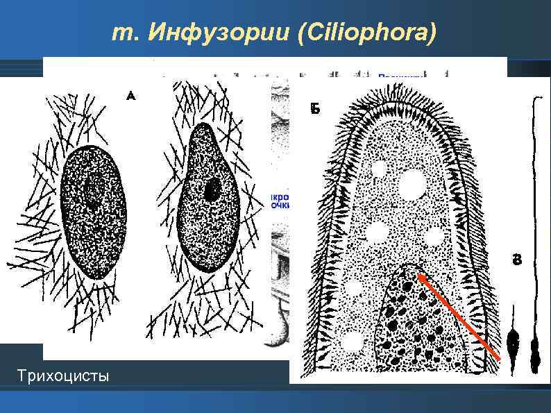 Тип инфузории презентация 7