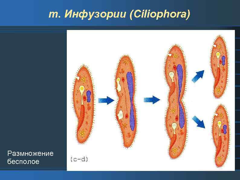т. Инфузории (Ciliophora) Размножение бесполое 