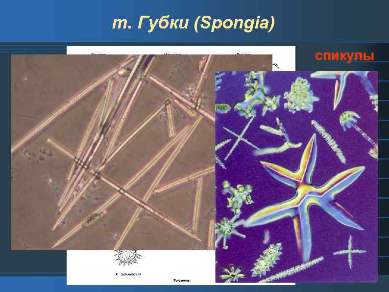 т. Губки (Spongia) спикулы 