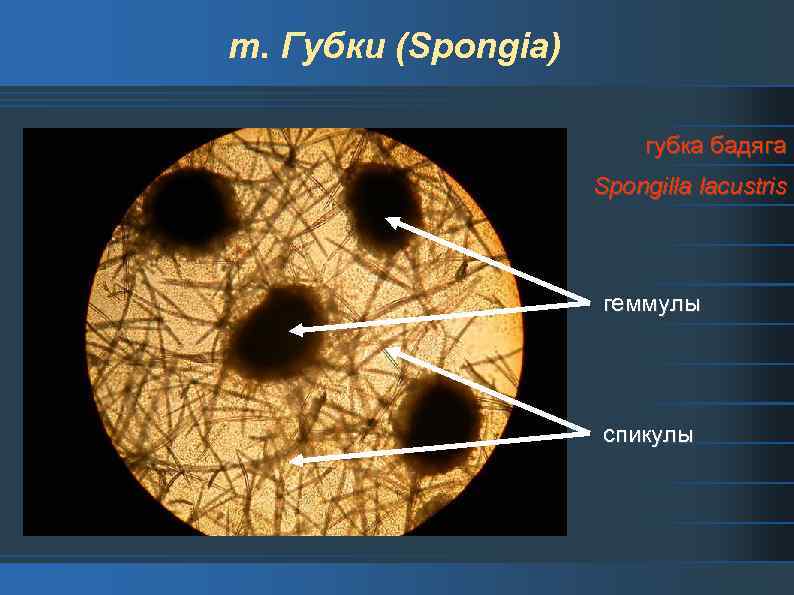 т. Губки (Spongia) губка бадяга Spongilla lacustris геммулы спикулы 