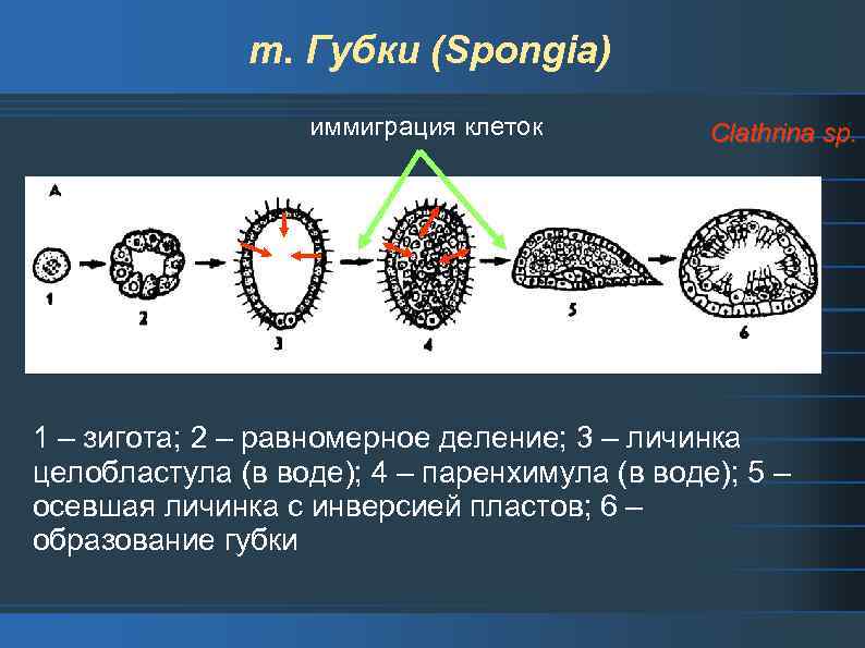 Уровни многоклеточных организмов. Деление зиготы. Целобластула личинка. Паренхимула. Инверсия у губок.