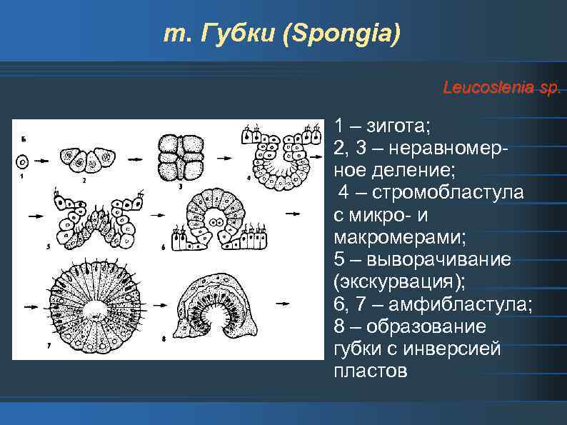 т. Губки (Spongia) Leucoslenia sp. 1 – зигота; 2, 3 – неравномерное деление; 4