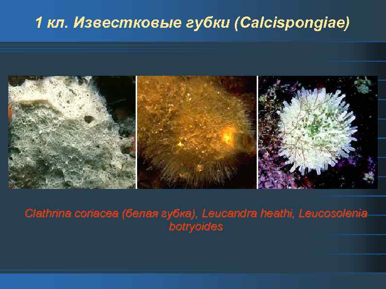1 кл. Известковые губки (Calcispongiae) Clathrina coriacea (белая губка), Leucandra heathi, Leucosolenia botryoides 