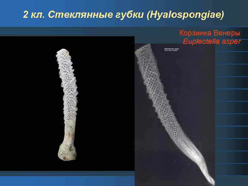 2 кл. Стеклянные губки (Hyalospongiae) Корзинка Венеры Euplectella asper 