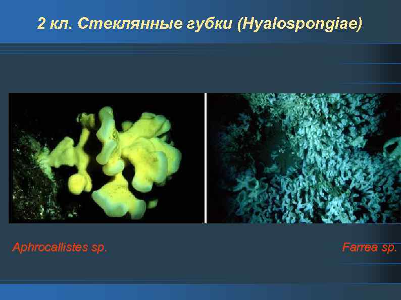 2 кл. Стеклянные губки (Hyalospongiae) Aphrocallistes sp. Farrea sp. 