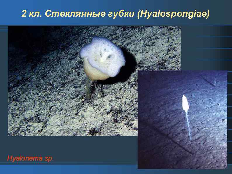 2 кл. Стеклянные губки (Hyalospongiae) Hyalonema sp. 