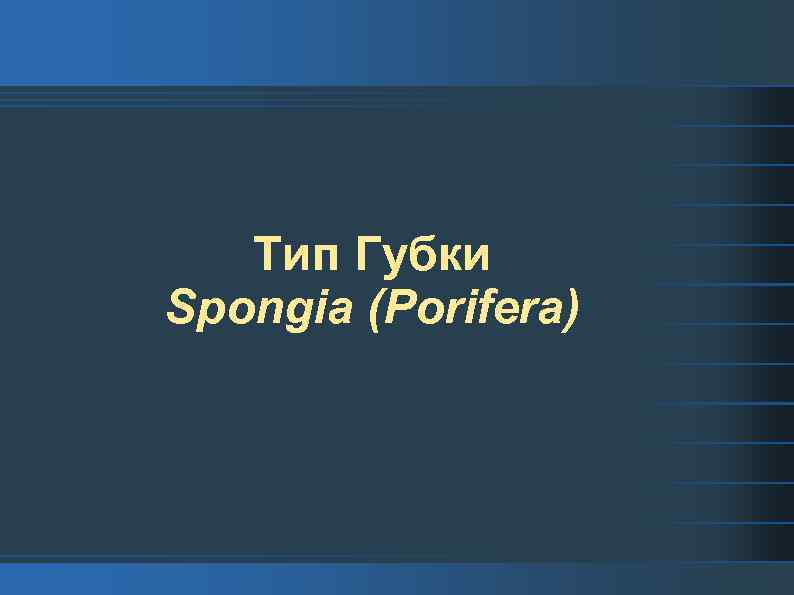 Тип Губки Spongia (Porifera) 