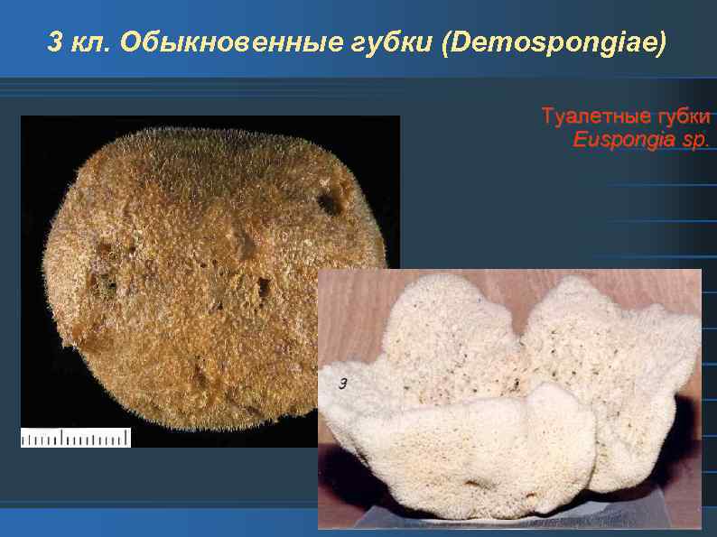 3 кл. Обыкновенные губки (Demospongiae) Туалетные губки Euspongia sp. 