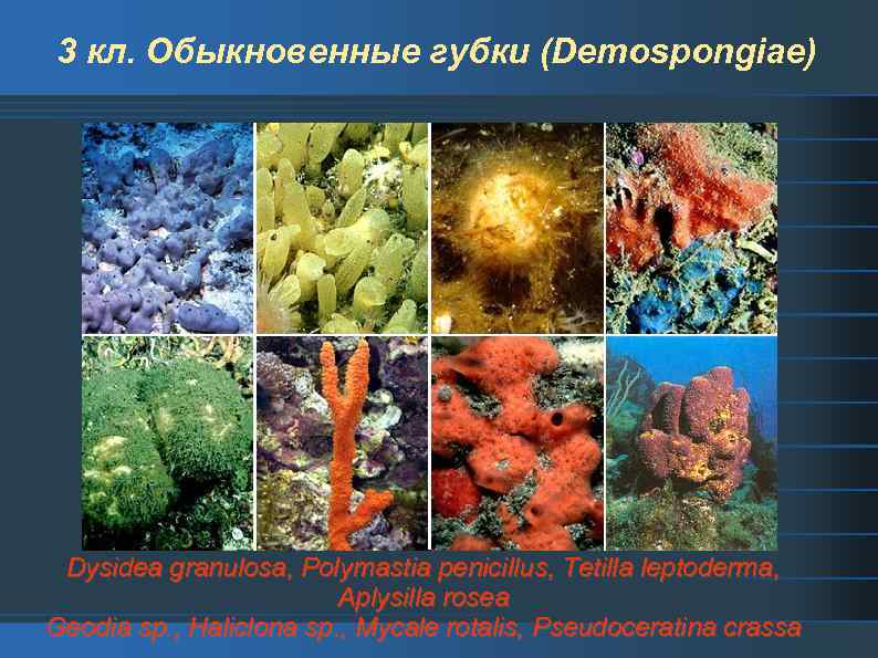 3 кл. Обыкновенные губки (Demospongiae) Dysidea granulosa, Polymastia penicillus, Tetilla leptoderma, Aplysilla rosea Geodia