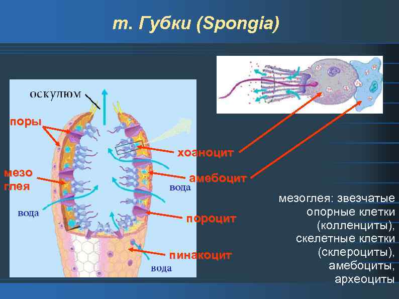 т. Губки (Spongia) поры хоаноцит мезо глея амебоцит пороцит пинакоцит мезоглея: звезчатые опорные клетки