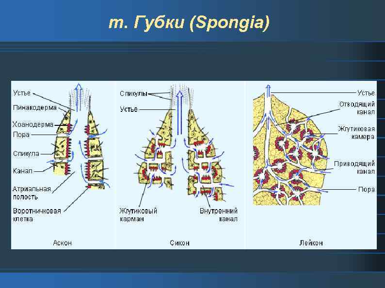 т. Губки (Spongia) 