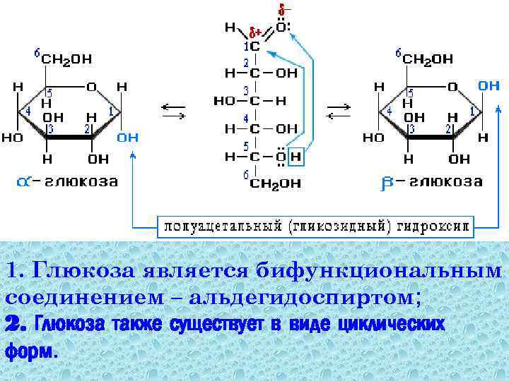 1. Глюкоза является бифункциональным соединением – альдегидоспиртом; 2. Глюкоза также существует в виде циклических