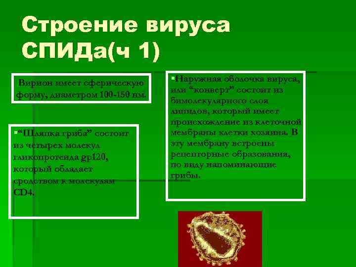 Строение вируса СПИДа(ч 1) Вирион имеет сферическую форму, диаметром 100 -150 нм. §“Шляпка гриба”