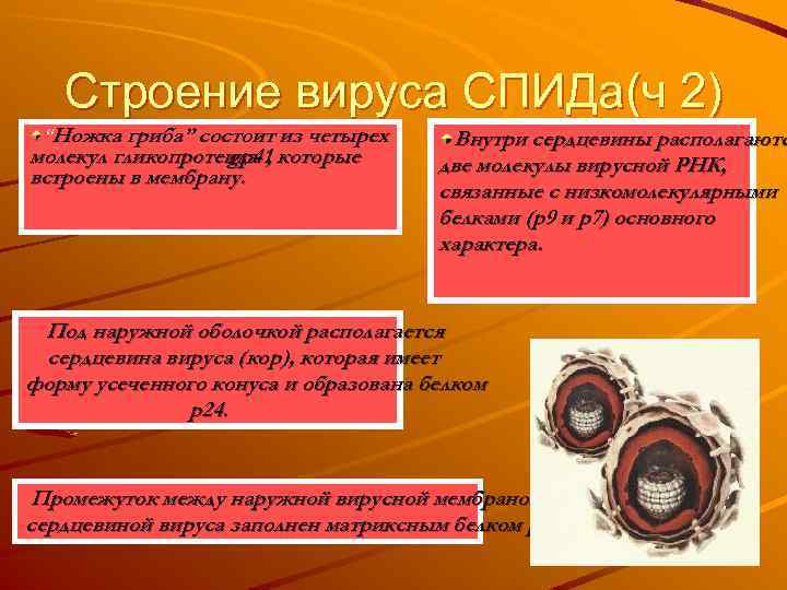 Строение вируса СПИДа(ч 2) “Ножка гриба” состоит из четырех молекул гликопротеида , которые gp