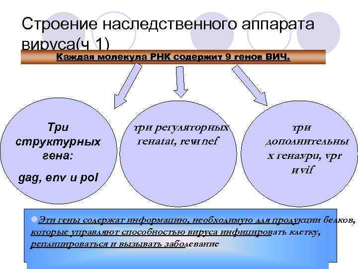Строение наследственного аппарата вируса(ч 1) Каждая молекула РНК содержит 9 генов ВИЧ. Три структурных