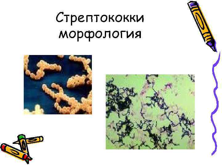 Стрептококки морфология 