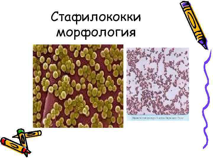 Стафилококки морфология 