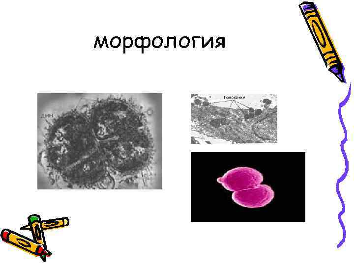 морфология 