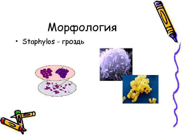 Морфология • Staphylos - гроздь 