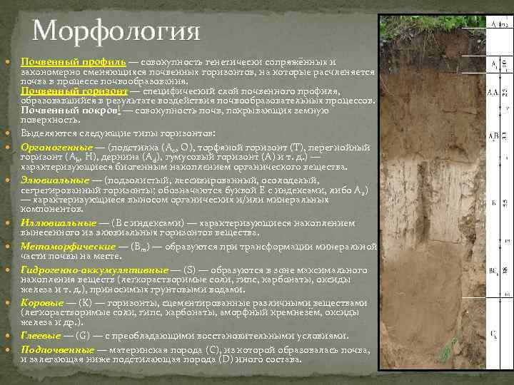 Морфология Почвенный профиль — совокупность генетически сопряжённых и закономерно сменяющихся почвенных горизонтов, на которые
