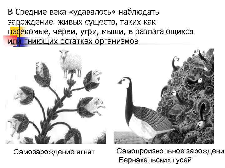 В Средние века «удавалось» наблюдать зарождение живых существ, таких как насекомые, черви, угри, мыши,
