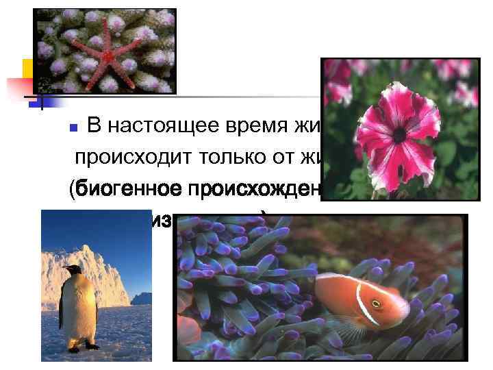 В настоящее время живое происходит только от живого (биогенное происхождение – «живое из живого»