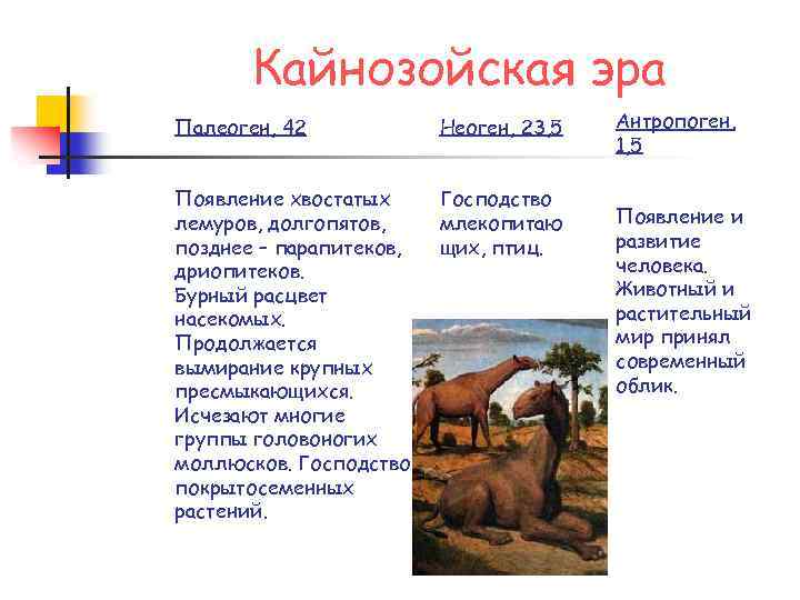 Кайнозойская эра Палеоген, 42 Неоген, 23, 5 Появление хвостатых лемуров, долгопятов, позднее – парапитеков,