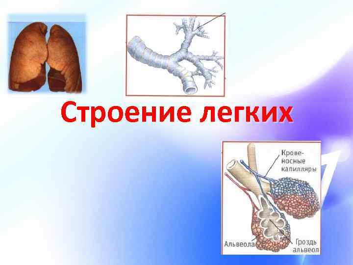 Строение легких 